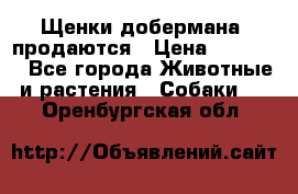 Щенки добермана  продаются › Цена ­ 45 000 - Все города Животные и растения » Собаки   . Оренбургская обл.